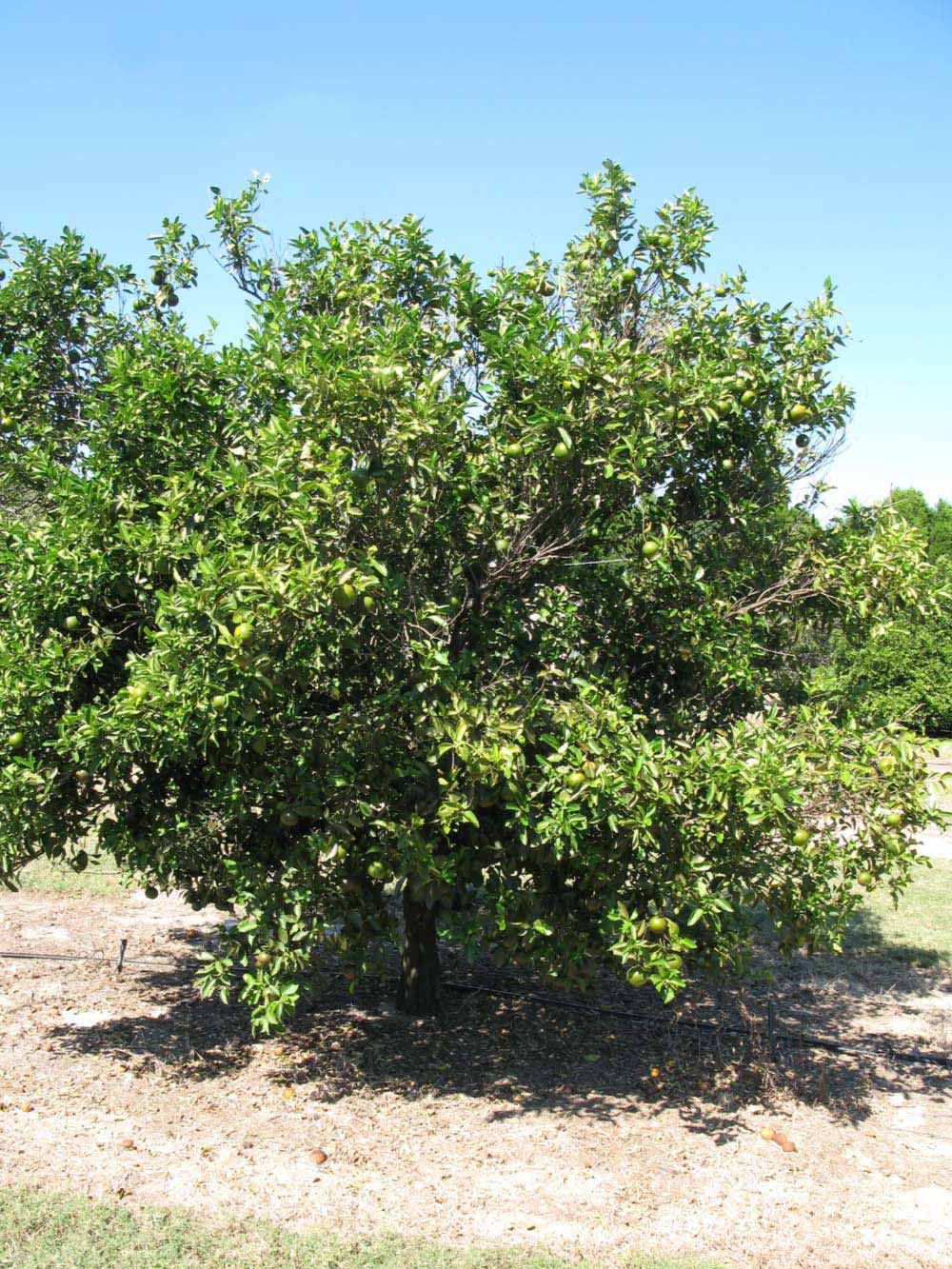            Habit (Winter Haven, FL)   